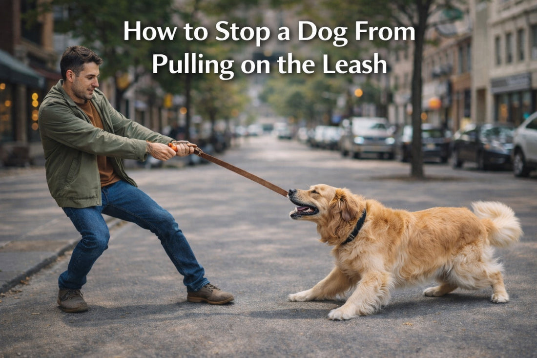 Man training golden retriever dog pulling on leash in city street – step by step guide to stop dog pulling behavior