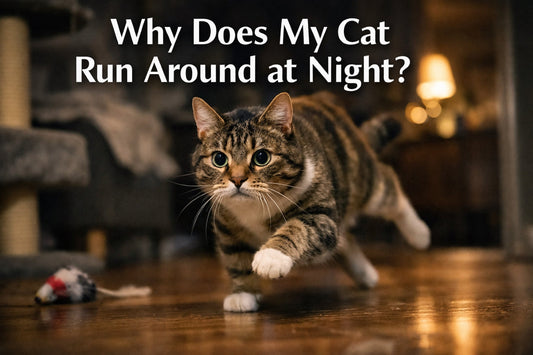 Cat running fast indoors at night – guide explaining night zoomies behavior and why cats become active at night