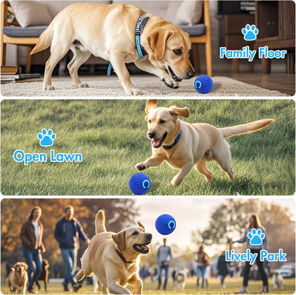 labrador dog playing with interactive blue dog ball on home floor open lawn and park showing indoor and outdoor use scenarios