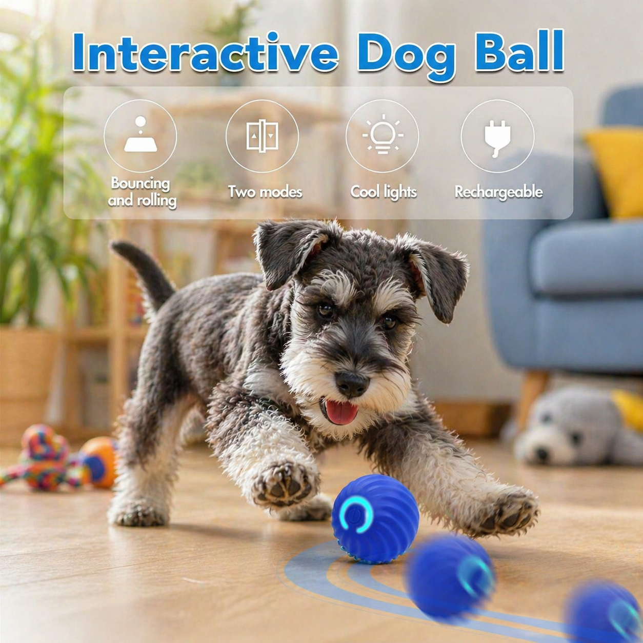 miniature schnauzer puppy playing with blue interactive dog ball with LED lights smart automatic rolling pet toy indoors