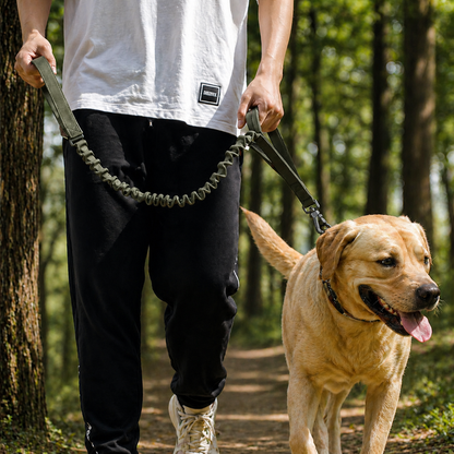 Labrador dog walking with bungee dog leash featuring dual handles and elastic shock absorption for comfortable and controlled outdoor walking